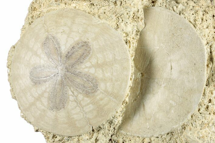 Two Fossil Sand Dollars - France #282926